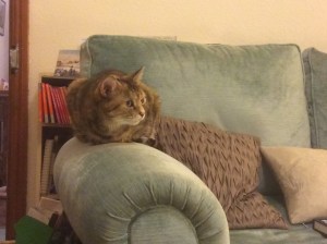 Image of cat on arm of sofa